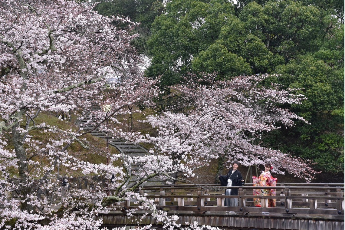 キキフォトワークスが撮影した「桜の季節の和装前撮り」の写真