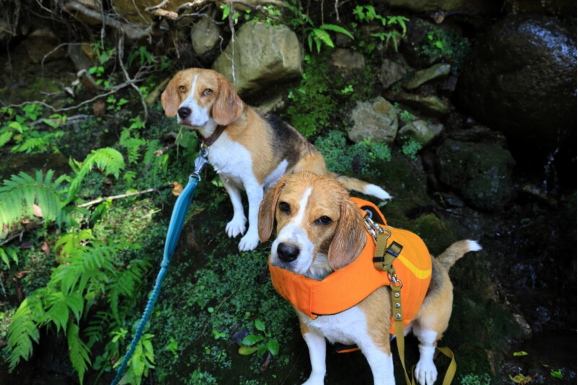 CREAMYが撮影した「ペット」の写真