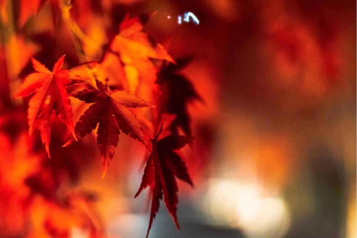 堀田佳資が撮影した「風景」の写真