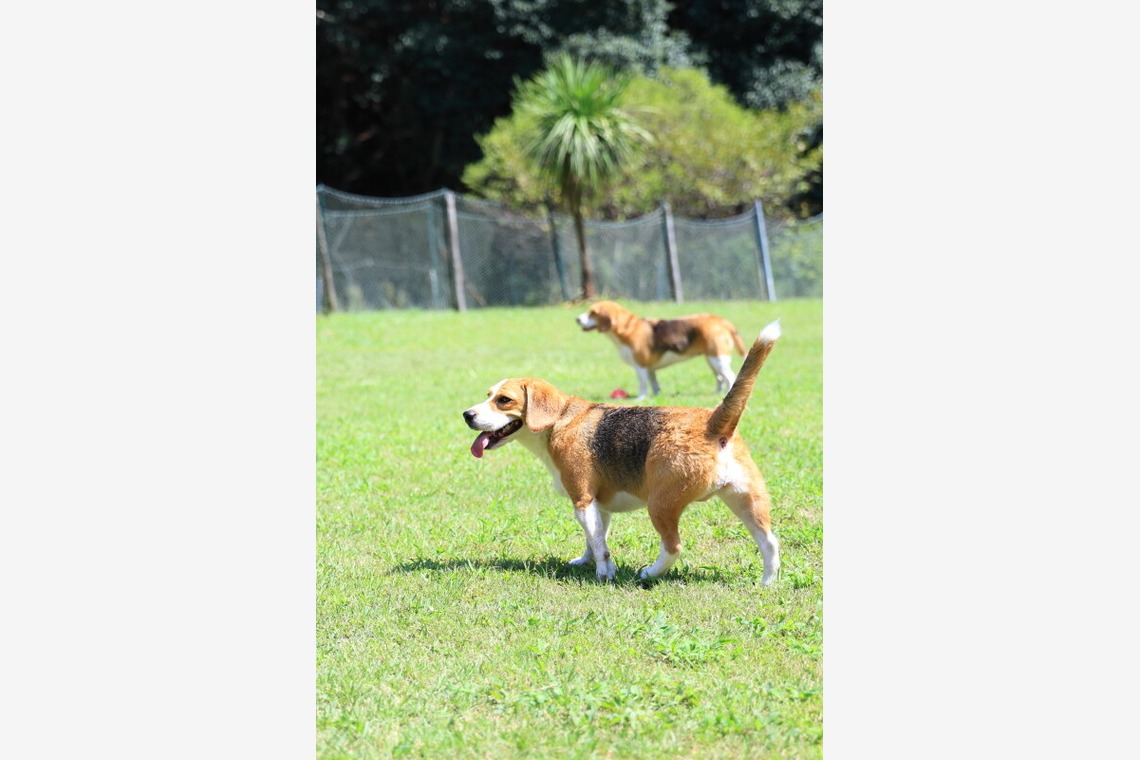 CREAMYが撮影した「ペット」の写真