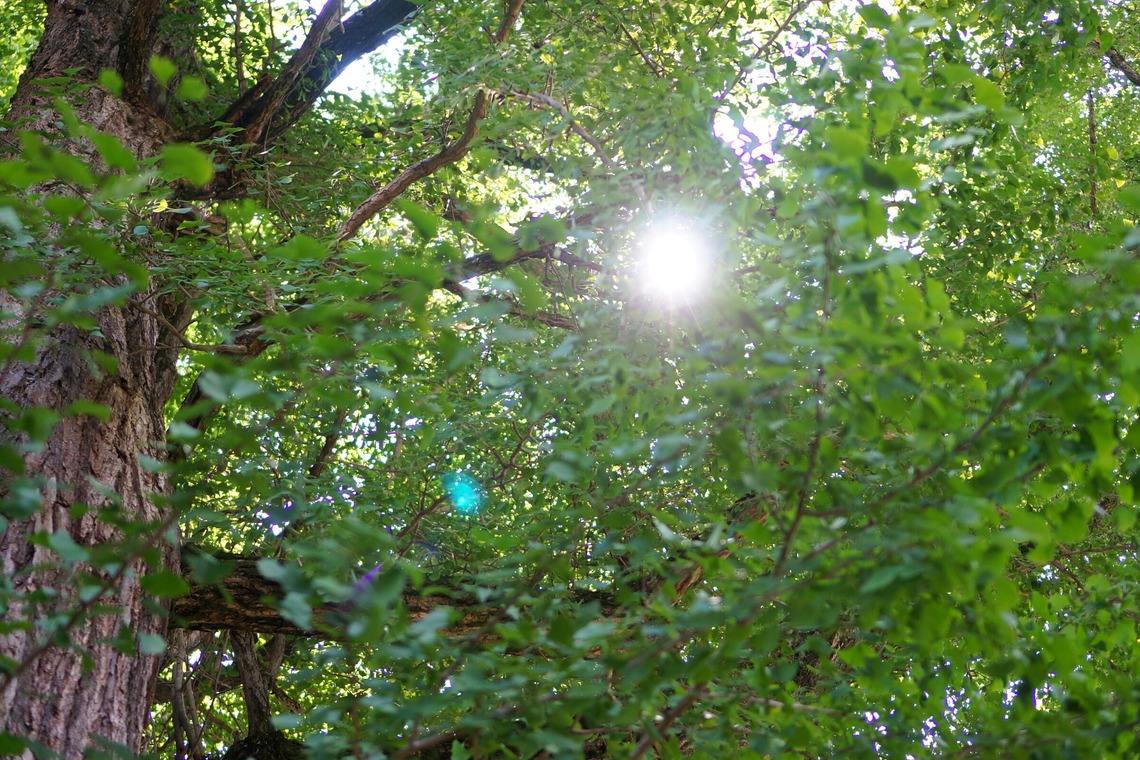 出張撮影のメモリーズが撮影した「nature-アラカルト」の写真