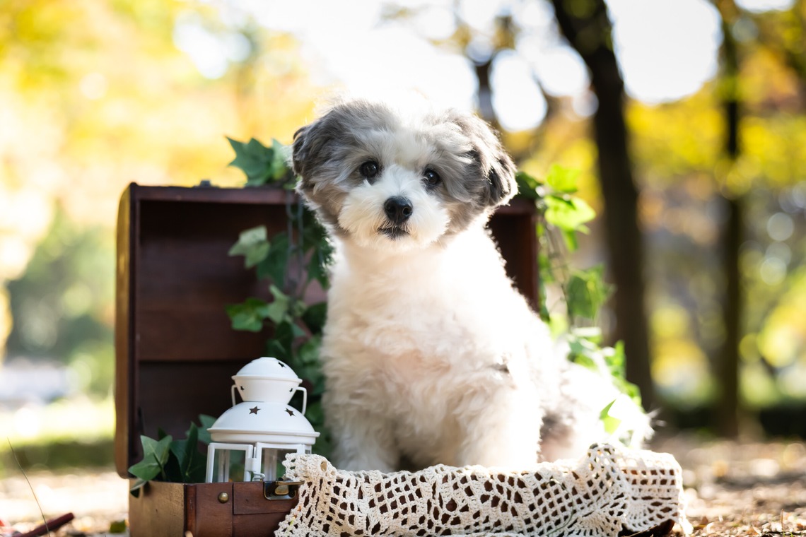 KOGA写真が撮影した「犬・わんこ撮影」の写真