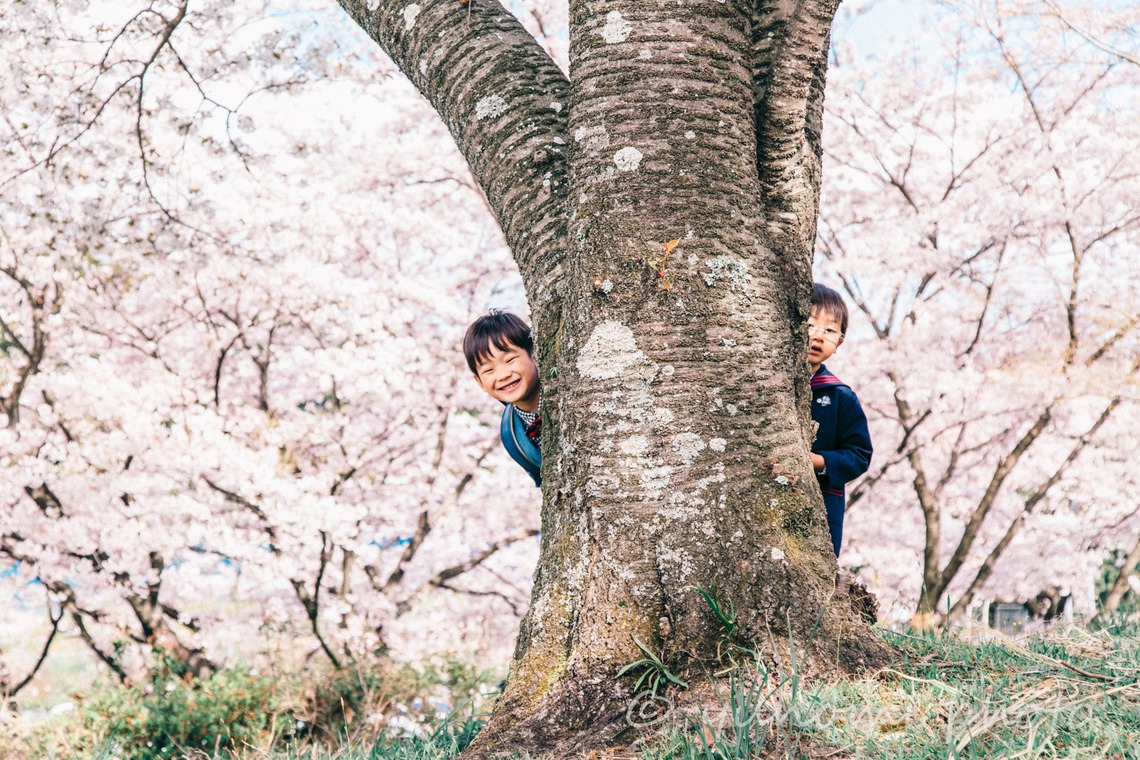 ゆのみふぉとが出張撮影した家族写真(キッズ,ベビーフォト)などが写った「桜とお写真」の家族写真