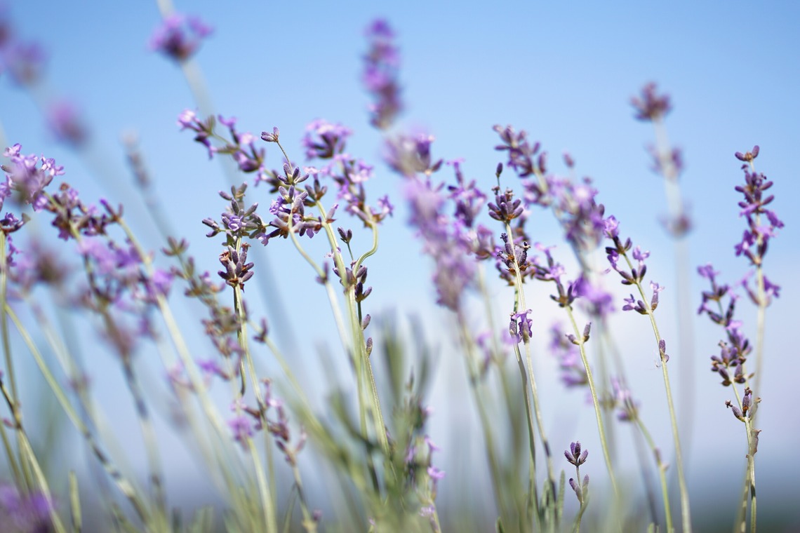 出張撮影のメモリーズが撮影した「nature-アラカルト」の写真
