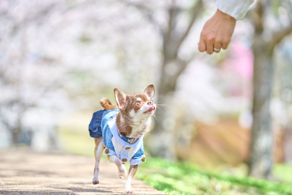 クリエイティブツリーが撮影した写真のアルバム「ペット撮影」