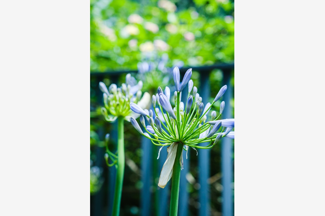 堀内 陽希が撮影した「植物」の写真