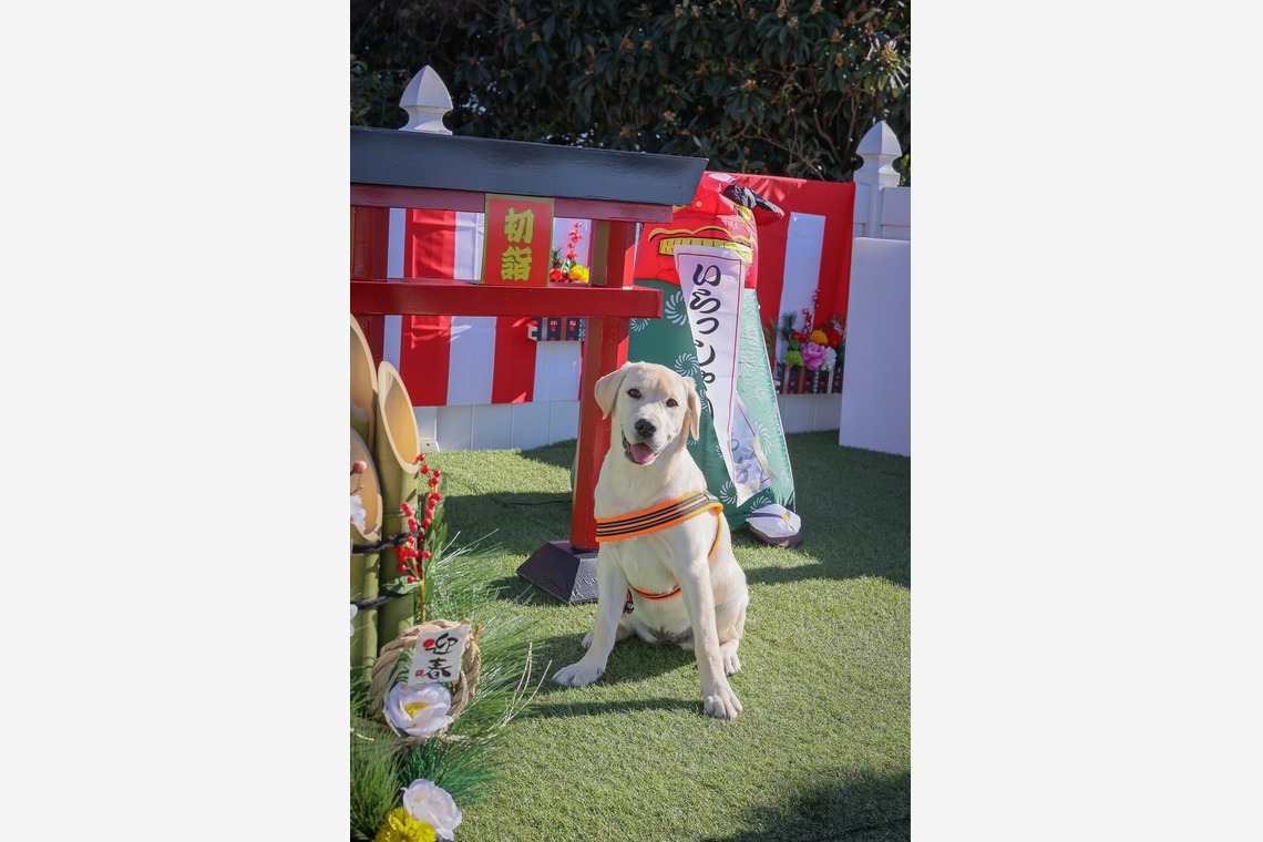 株式会社Neo-Smile 「locationbreeze」高橋 徹が撮影した「ペット動物など」の写真