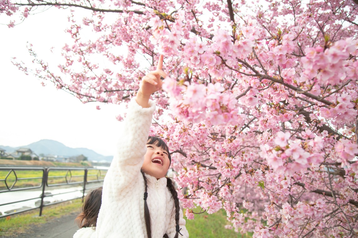 ゆのみふぉとが出張撮影した家族写真(キッズ,ベビーフォト)などが写った「桜とお写真」の家族写真