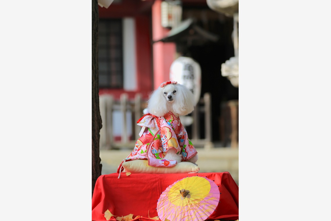 高橋 透（Coo&Sea STUDIO代表）が撮影したエンゲージメントフォトのアルバム「七五三出張撮影＠東京」