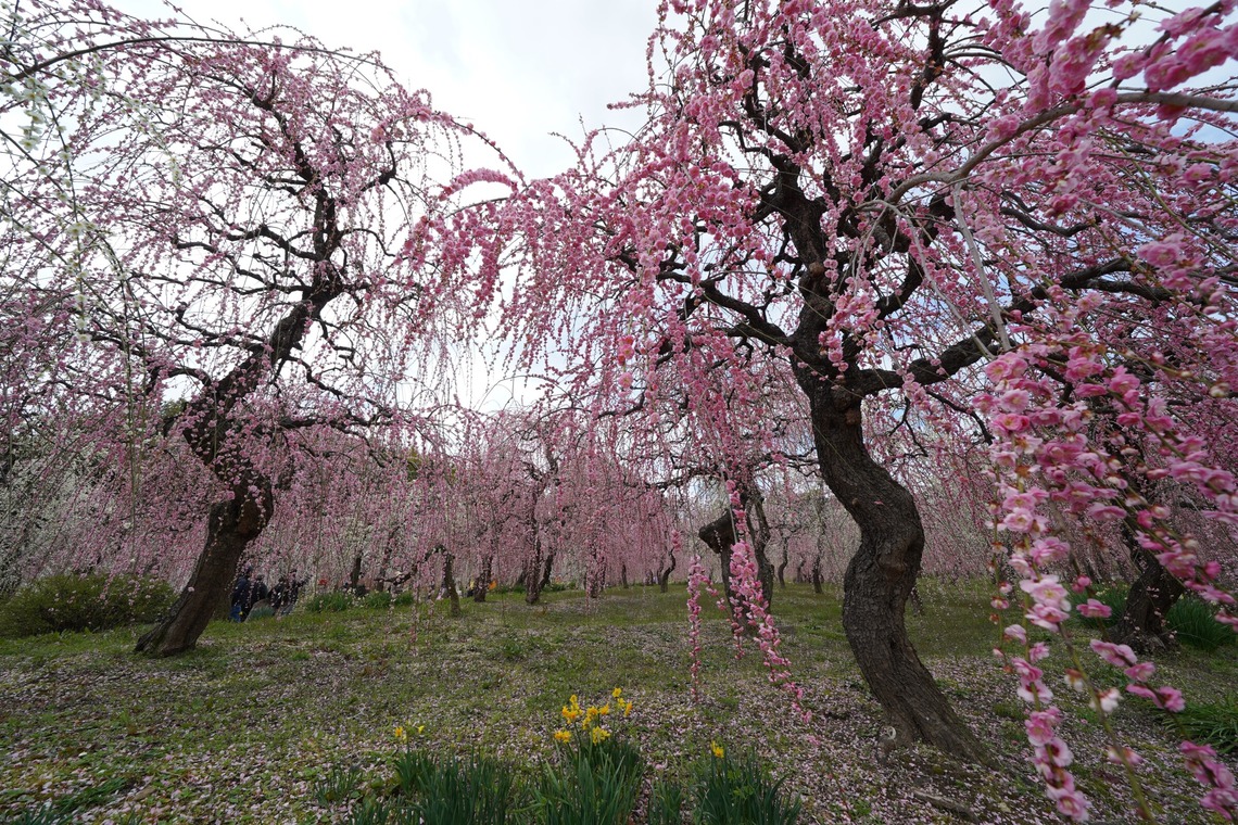 HKphotoが撮影した写真のアルバム「しだれ梅」