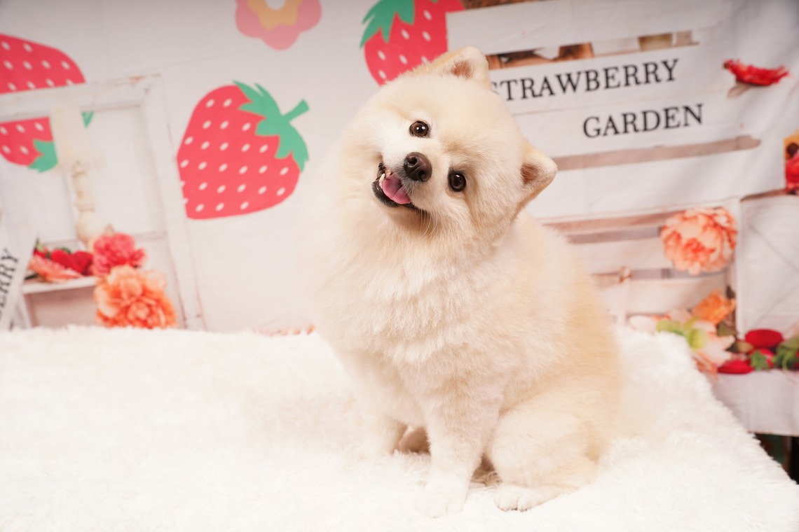 スタジオ　まるが撮影した「ペット撮影」の写真