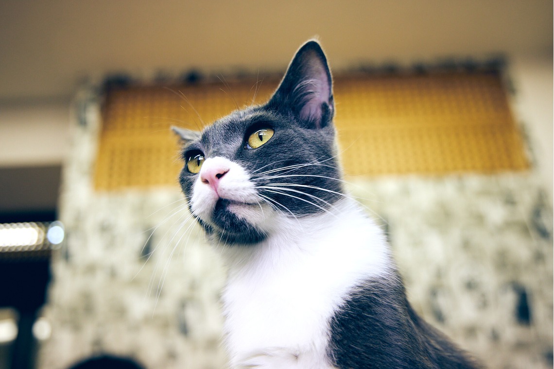 有限会社エルフラットが撮影した「猫カフェ」の写真