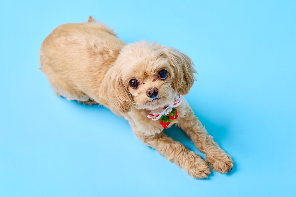 クリエイティブツリー