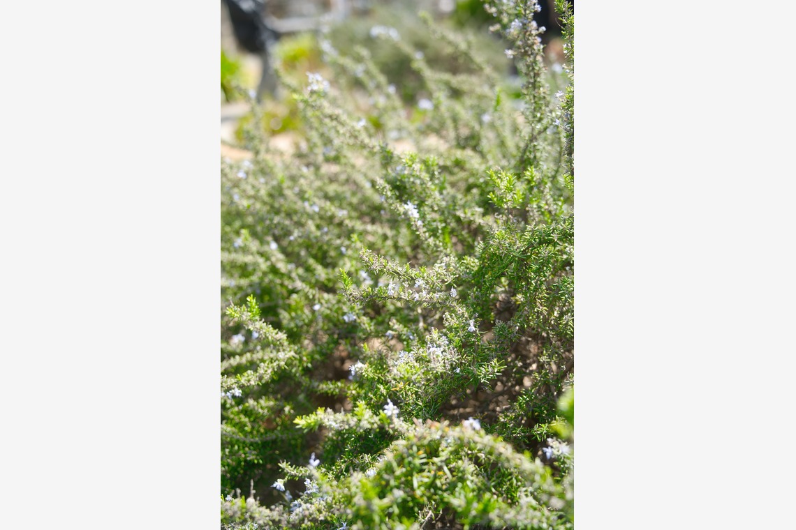 Tak Ogawa photographer