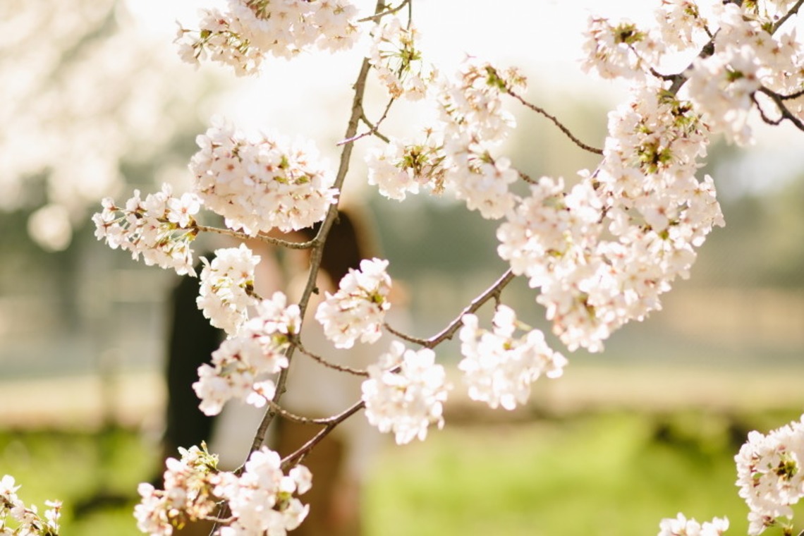 タカラモノ.foto　群馬の出張撮影カメラマンが撮影した「桜エンゲージメントフォト at　群馬県前橋市」の写真