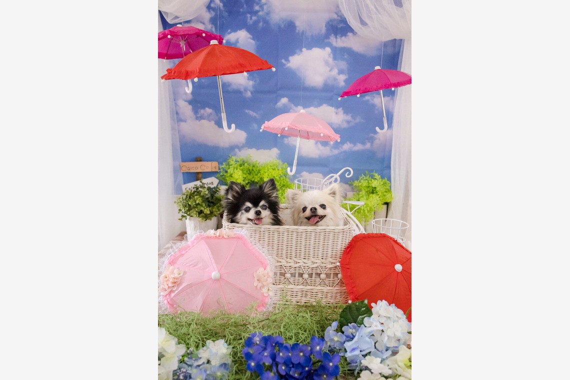 ちずカメラが撮影したその他のアルバム「ペット」