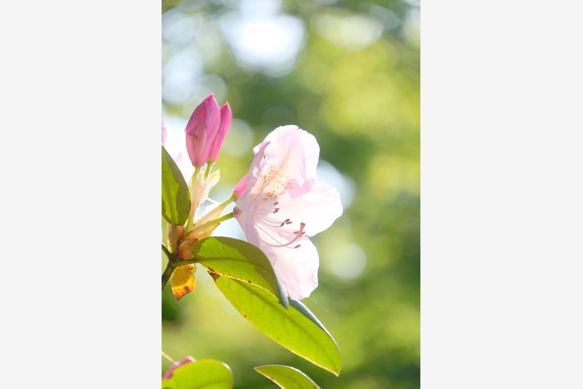 KotobukiPhotosが撮影した「花・植物」の写真