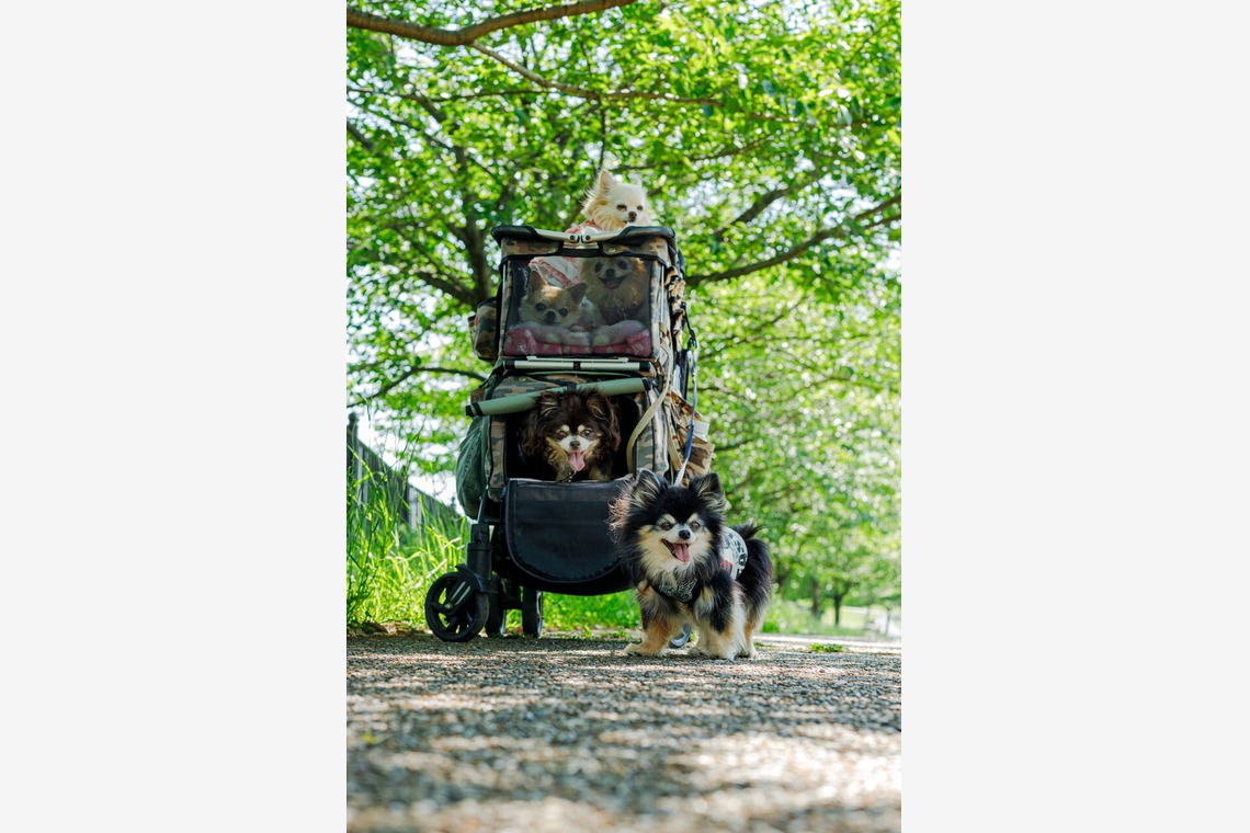 ちずカメラが撮影した「ペット」の写真