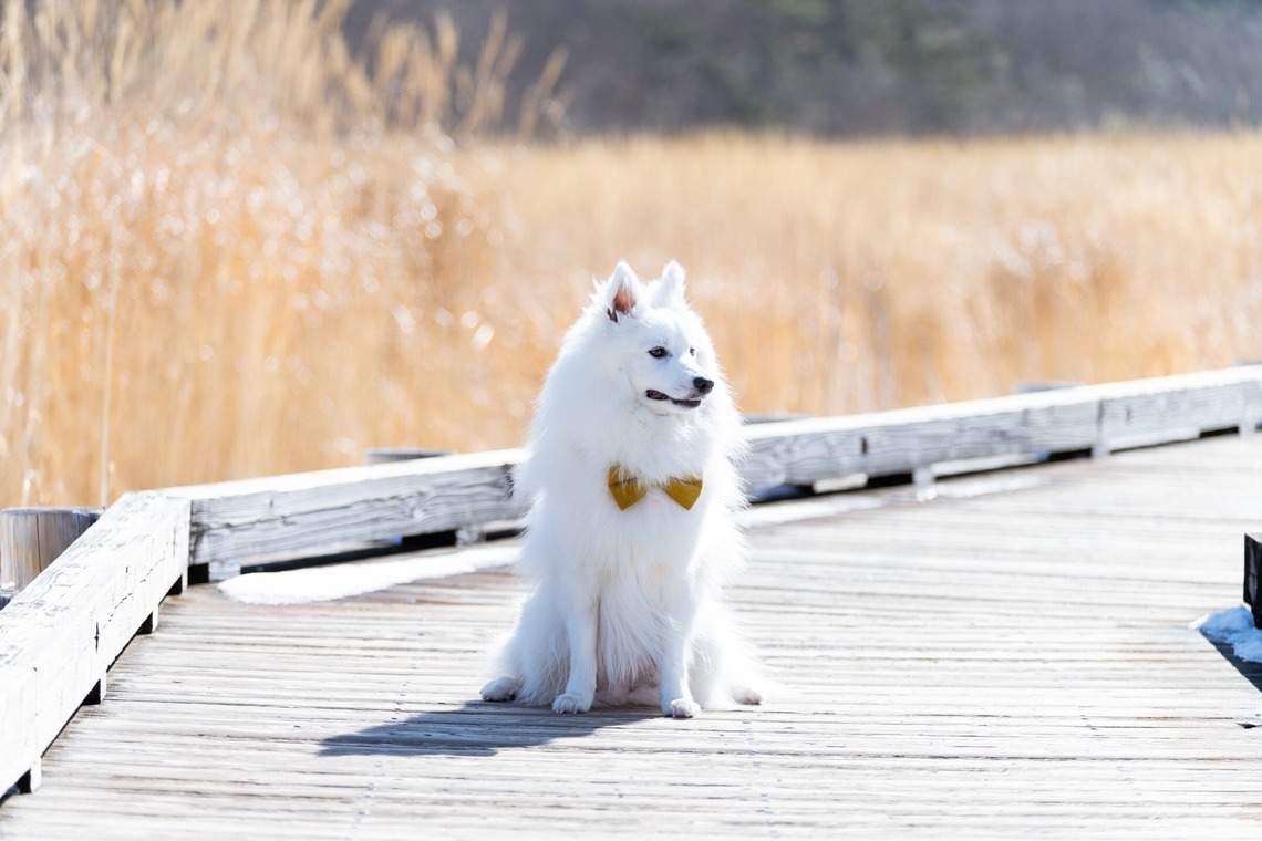 Makoto Nakamuraが撮影した写真のアルバム「ペット」
