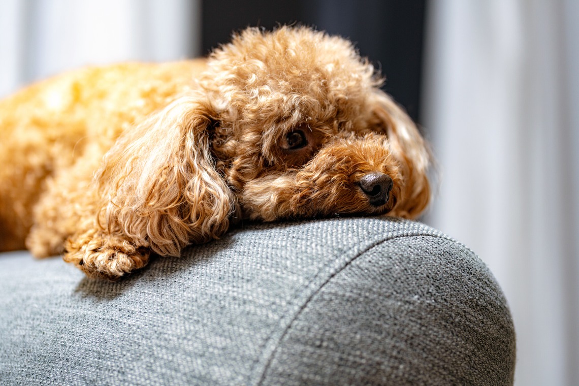 中谷新が出張撮影した家族写真(キッズ,ベビーフォト)などが写った「Maruちゃん」の家族写真
