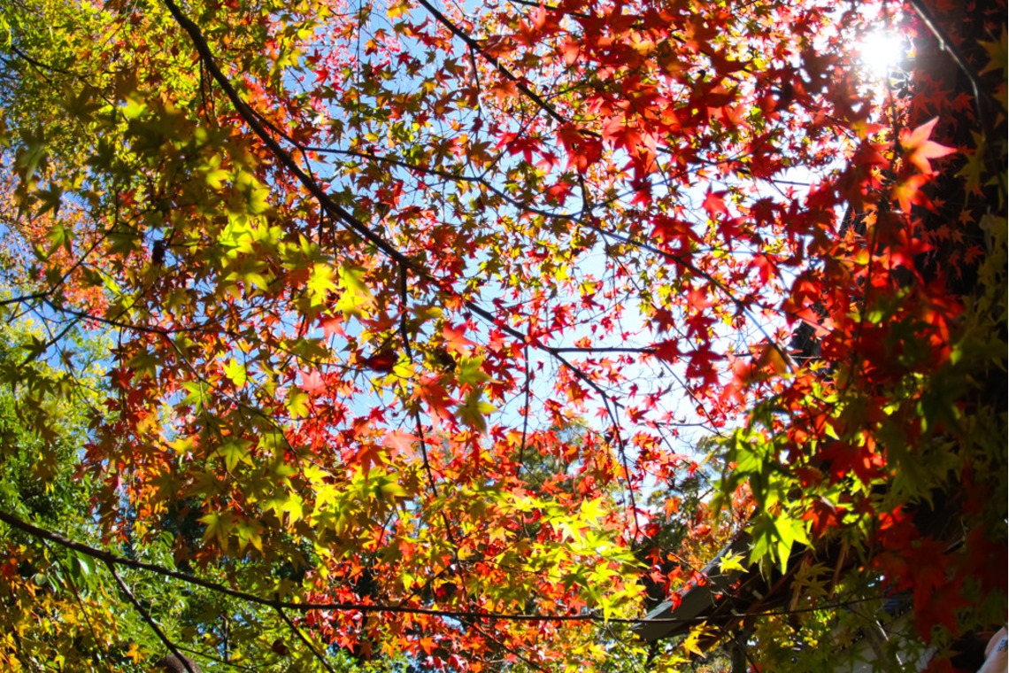 スマイルハンターが出張撮影した家族写真(キッズ,ベビーフォト)などが写った「七五三ロケーション撮影」の家族写真