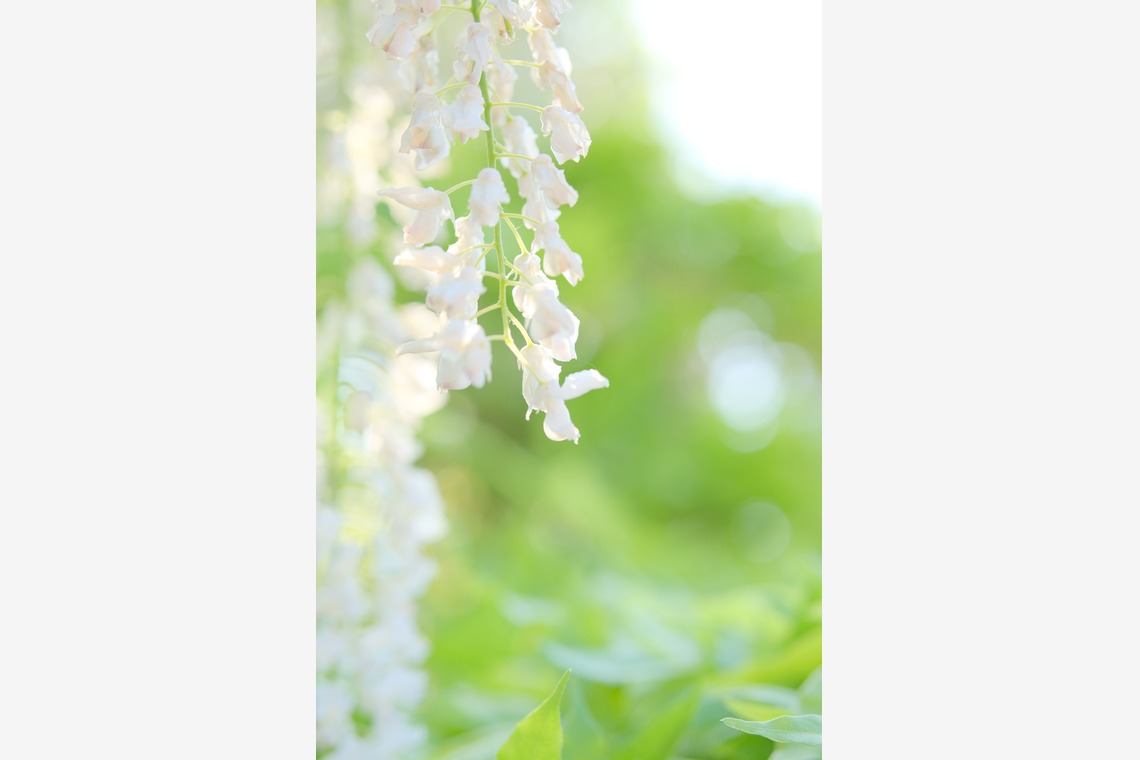 KotobukiPhotosが撮影した「花・植物」の写真