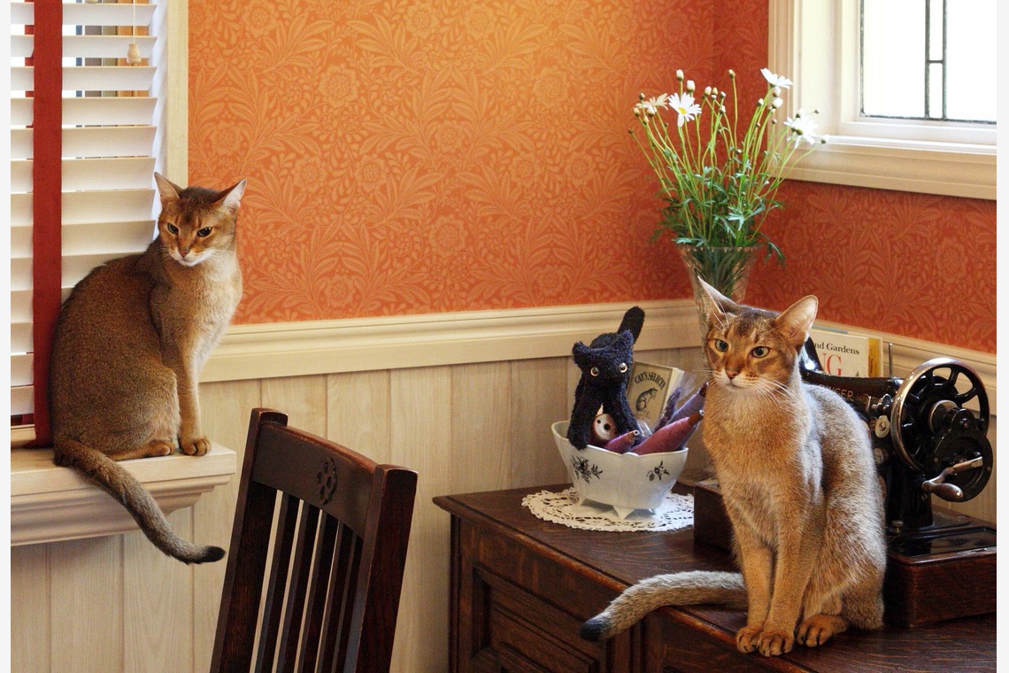 森安　照が撮影した「ペット撮影（犬・猫）」の写真