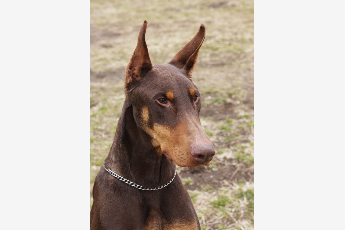 森安　照が撮影した写真のアルバム「ペット撮影（犬・猫）」