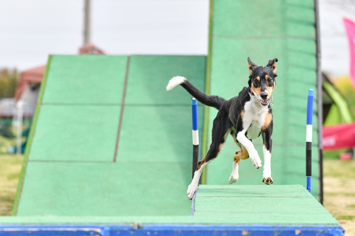 スタジオファンタスが撮影した写真のアルバム「ドッグスポーツエクストリーム」