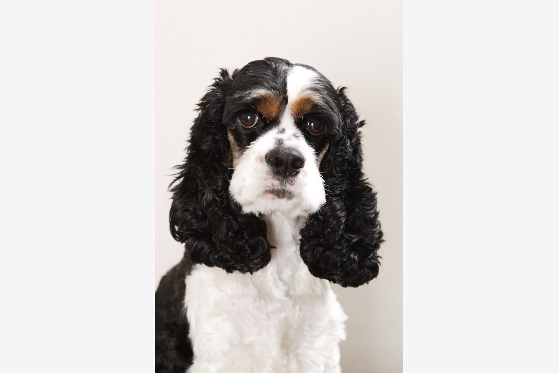 森安　照が撮影した「ペット撮影（犬・猫）」の写真