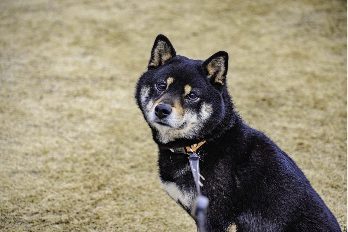 スタジオルミが出張撮影した家族写真(キッズ,ベビーフォト)などが写った「スナップ」の家族写真