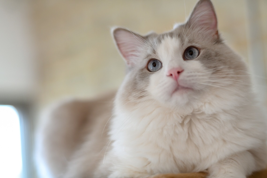 （有）カラーフィールドが撮影した「広告用撮影」の写真