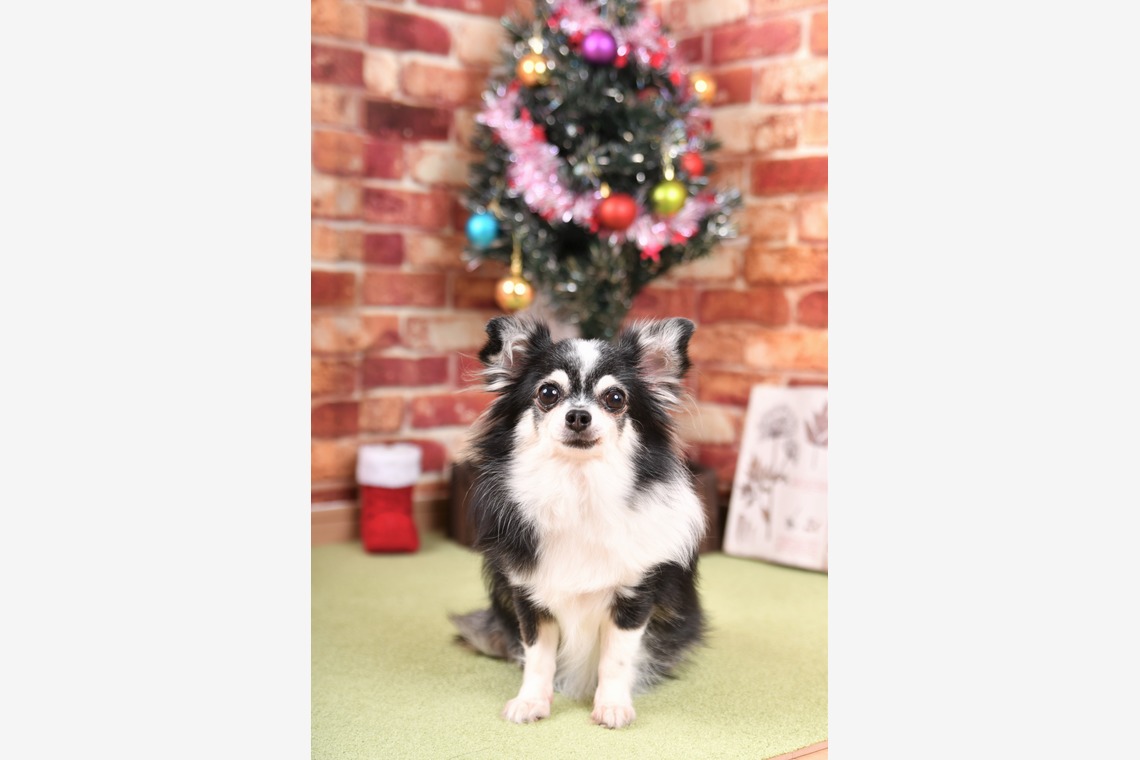 Photo la feliceが撮影した「Photo la felice」の写真