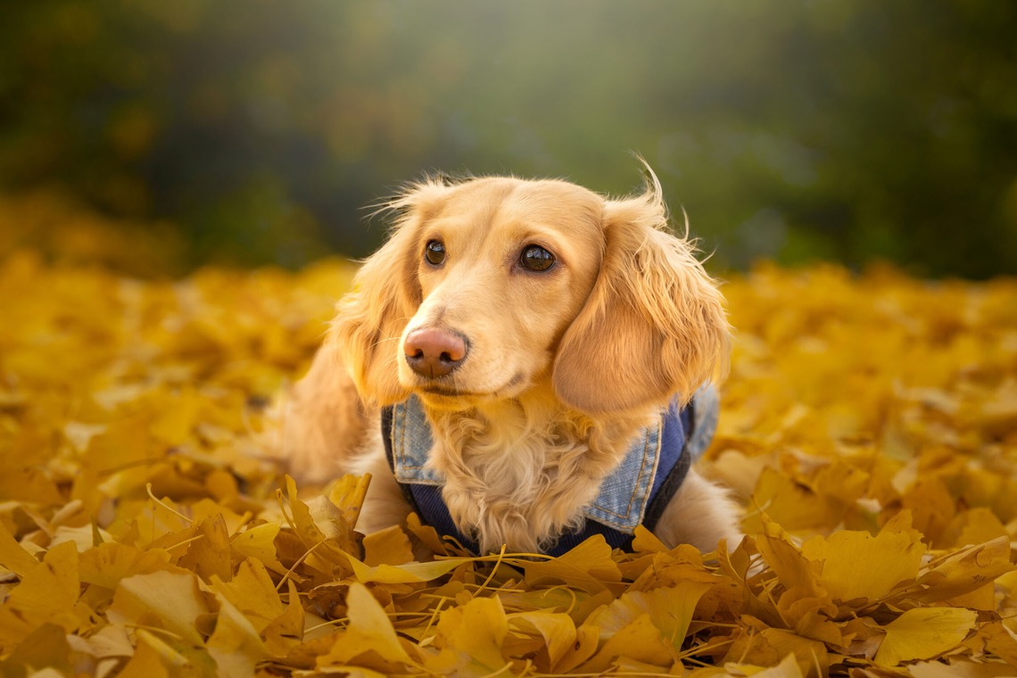 梅田　紫邑が撮影した「ドッグフォト」の写真