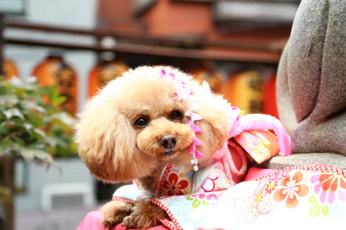 Photographer  Tomoが撮影した写真のアルバム「わんちゃん七五三」