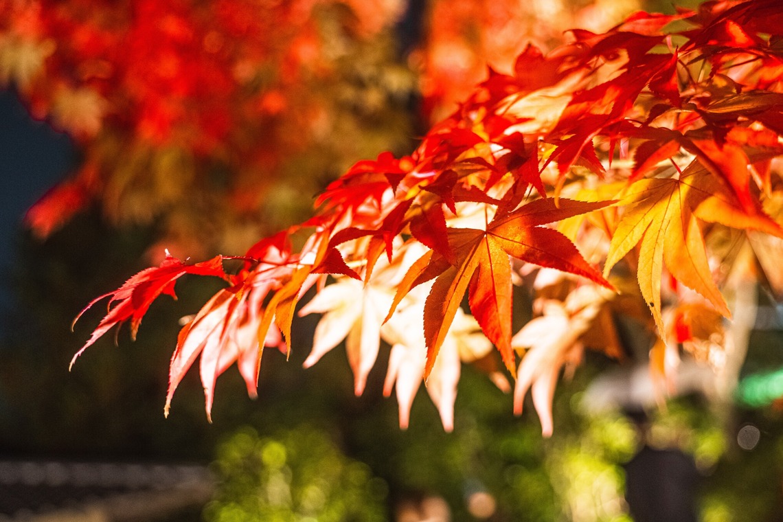 相場 友輔が撮影した写真のアルバム「物・動物など」