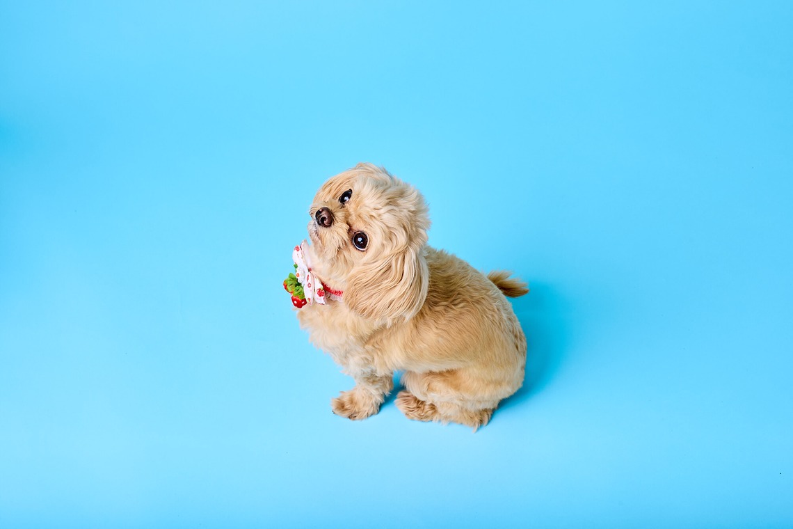 クリエイティブツリー