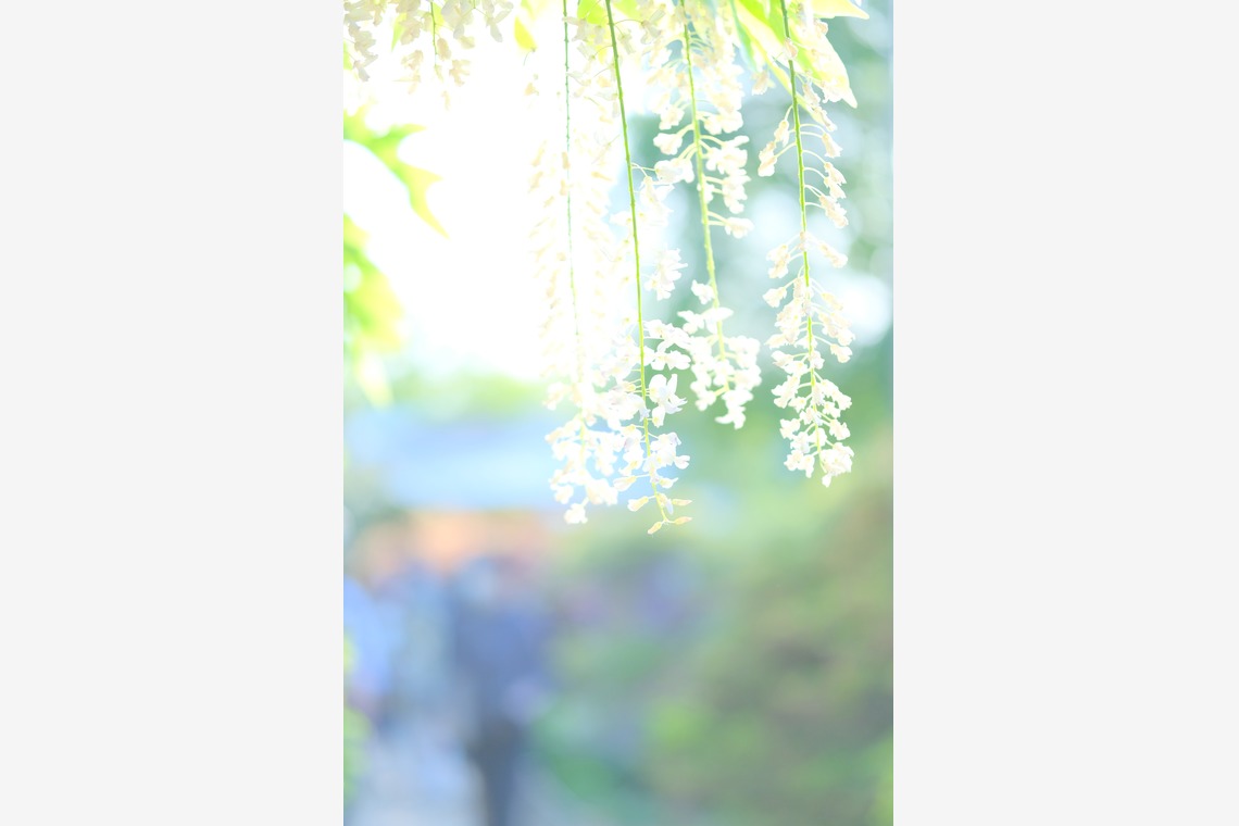 KotobukiPhotosが撮影した「花・植物」の写真