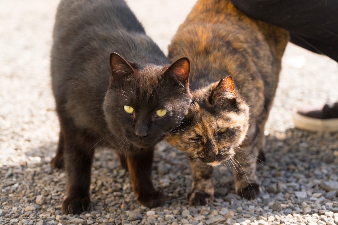 studio white alice 五十嵐啓が撮影した写真のアルバム「動物」