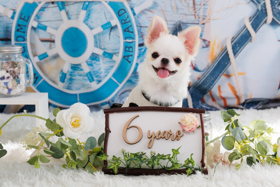 世登理恵が撮影した写真のアルバム「ペット」