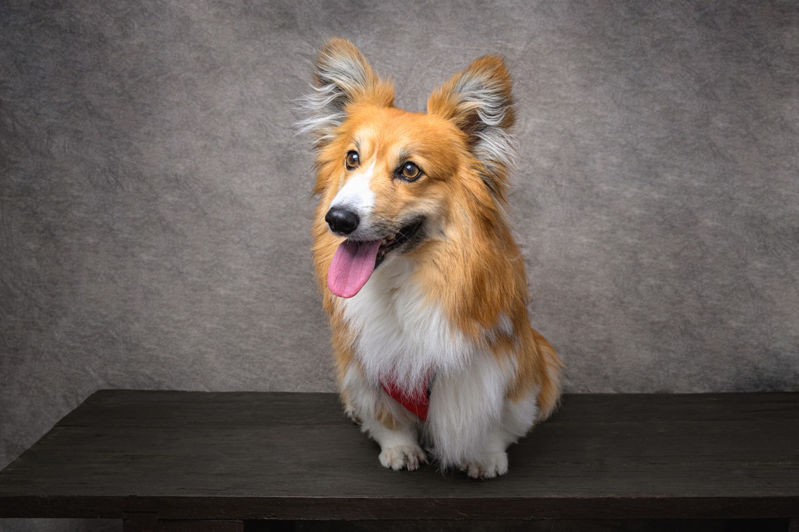 福田博之が撮影した「ペット撮影」の写真