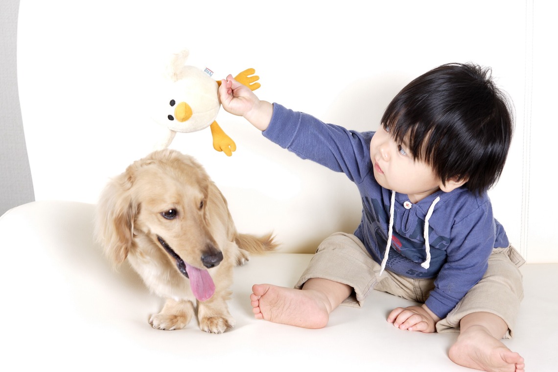 森安　照が撮影した「ペット撮影（犬・猫）」の写真