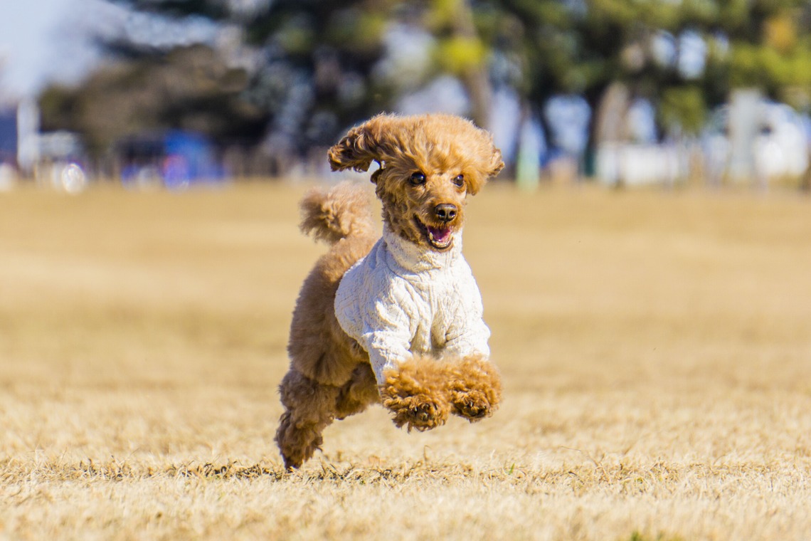 フォトグラフ山王