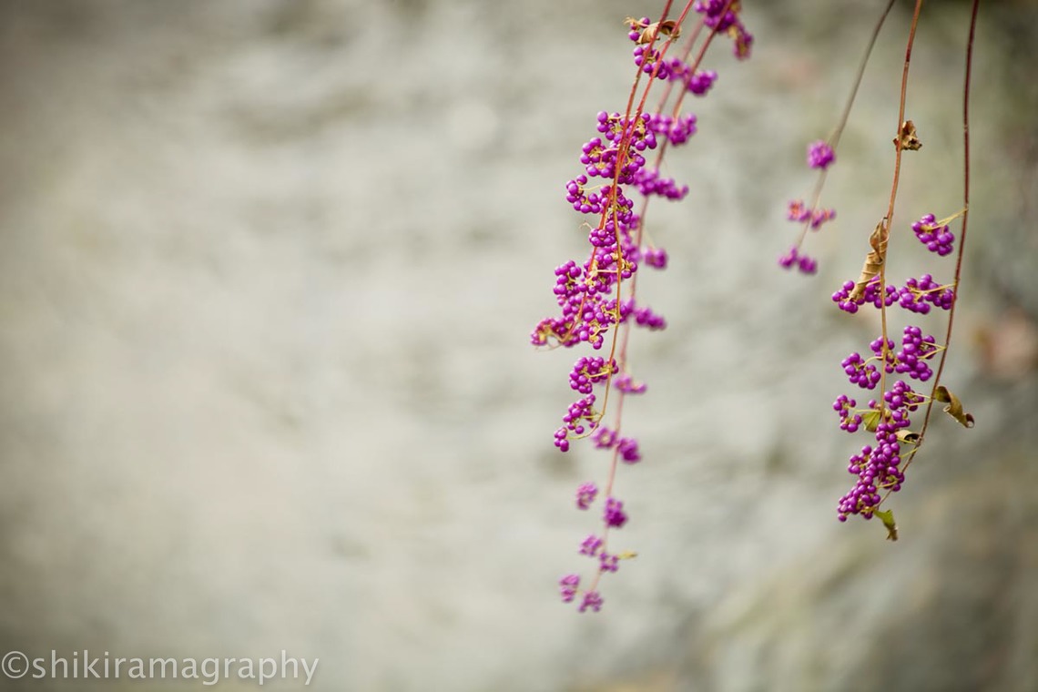 シキラマ グラフィーが撮影した写真のアルバム「和装・紅葉」