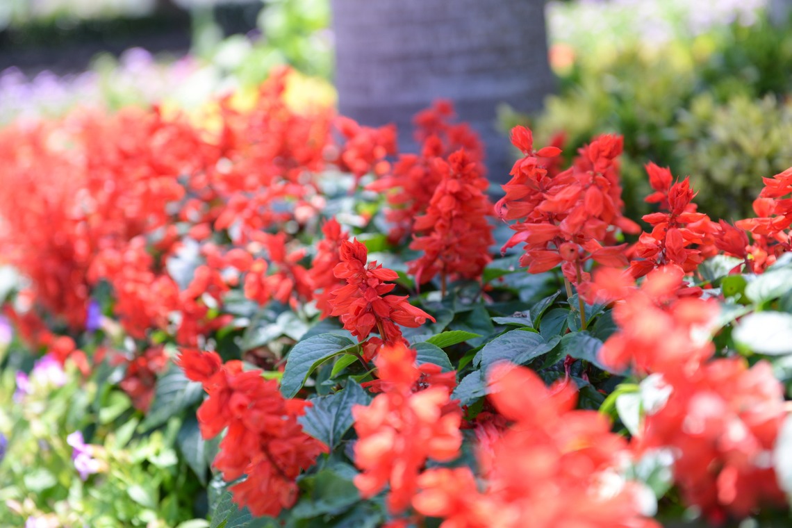 アルルウェディングが撮影した「八重山古民家」の写真