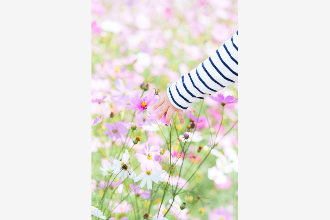 lino-'akaが撮影した写真のアルバム「コスモス」