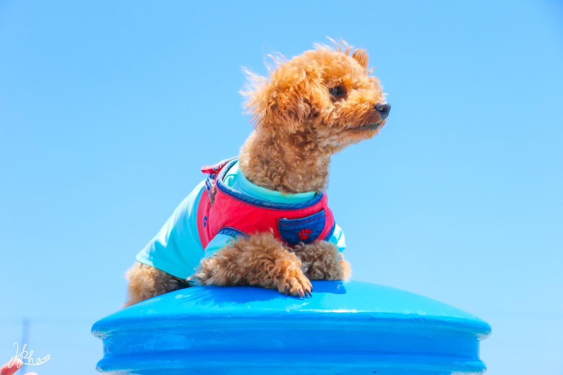 大森光太郎・K-PHOTOが撮影した家族写真(キッズ,ベビーフォト)のアルバム「ペット撮影」