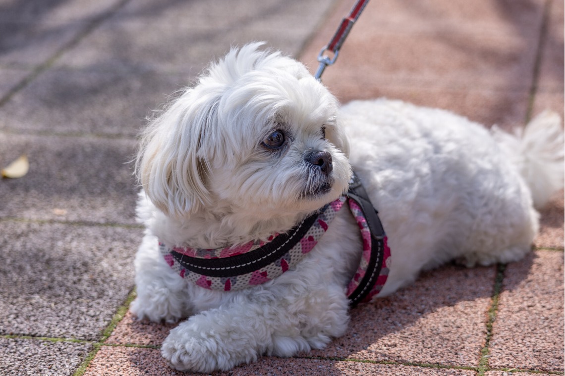沖山俊樹が撮影した写真のアルバム「ペット_20230330_有明ガーデン」