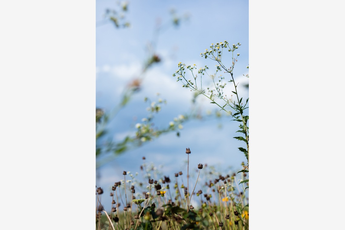 内山慎也が撮影した「植物」の写真