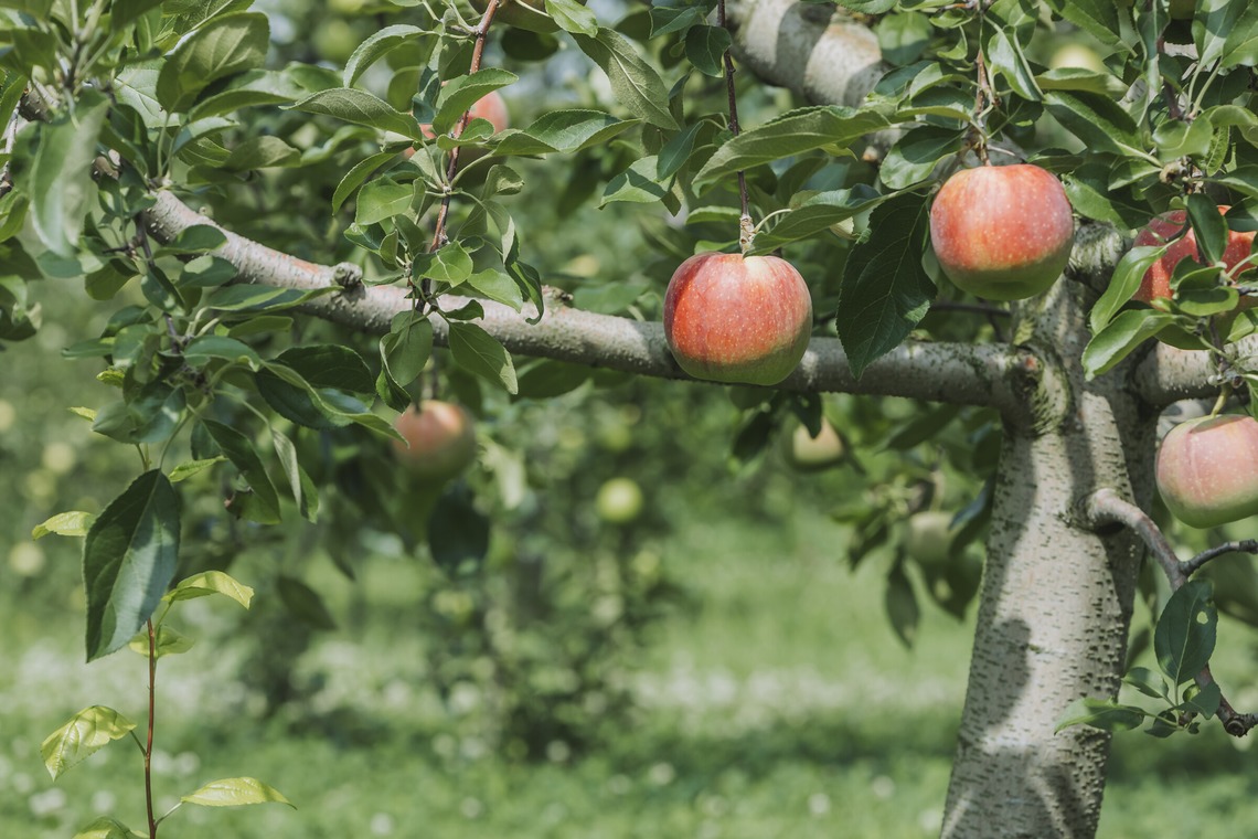 スタジオらしさが撮影した写真のアルバム「ブラベリーファーム様」
